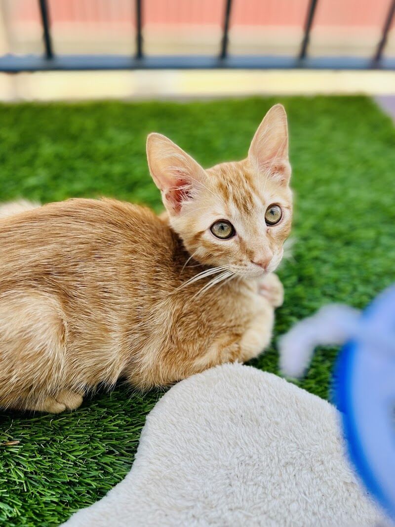 Imagen de Clinica Veterinaria los Palacios