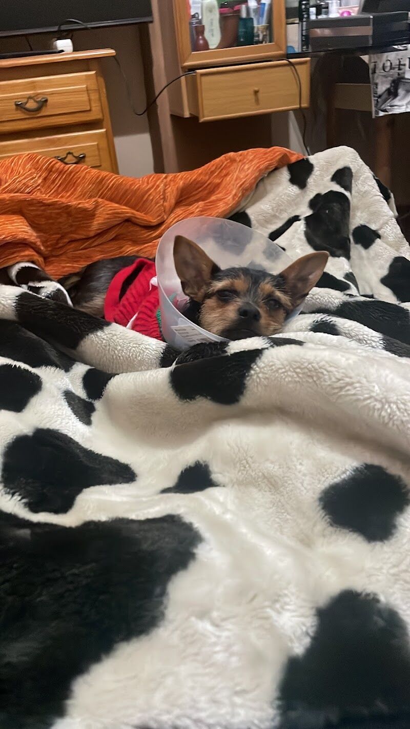 Imagen de Alma Libre Rescue