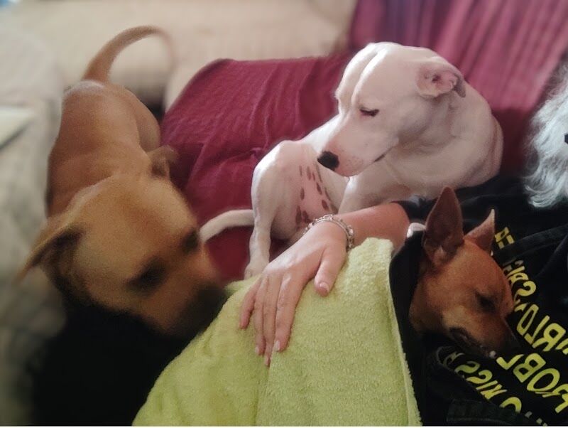 Imagen de Alma Libre Rescue