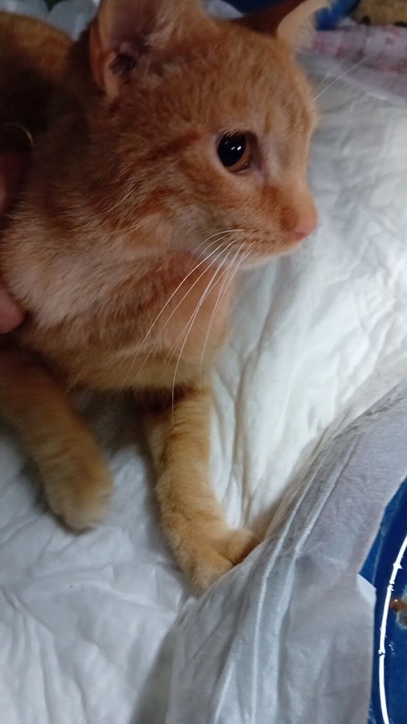 Imagen de Alma Libre Rescue