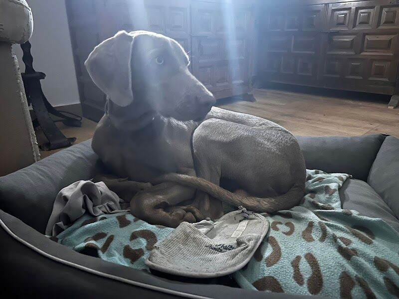 Imagen de negocio en Guardería para mascotas en Provincia de Guadalajara