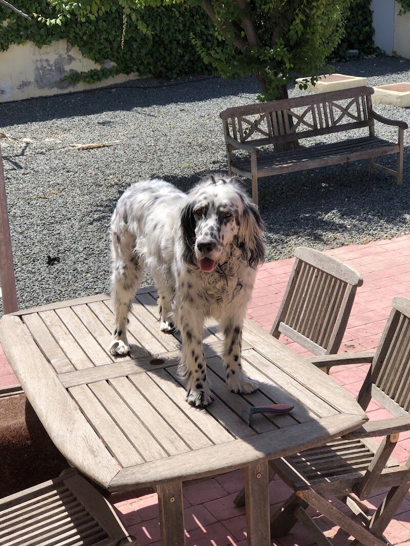 Imagen de negocio en Guardería para mascotas en Provincia de Guadalajara