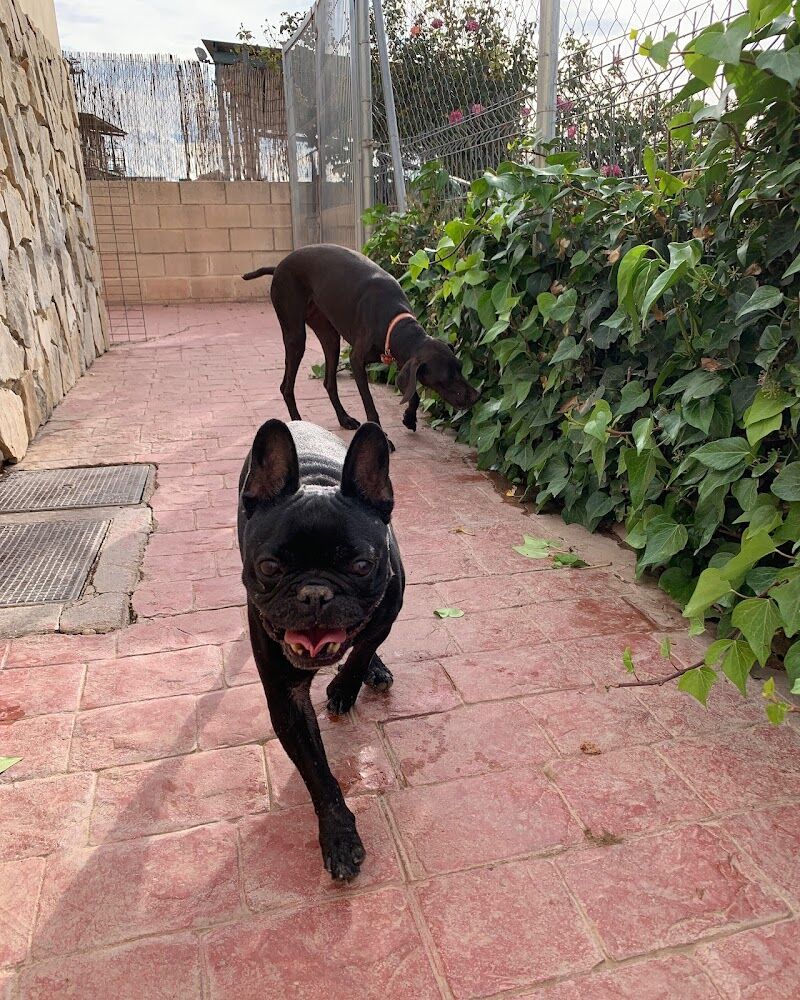 Imagen de negocio en Guardería para mascotas en Chiloeches