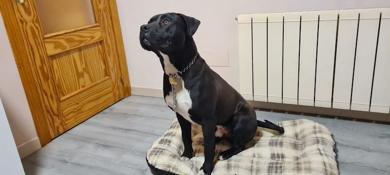 Imagen de Centro Canino Albores