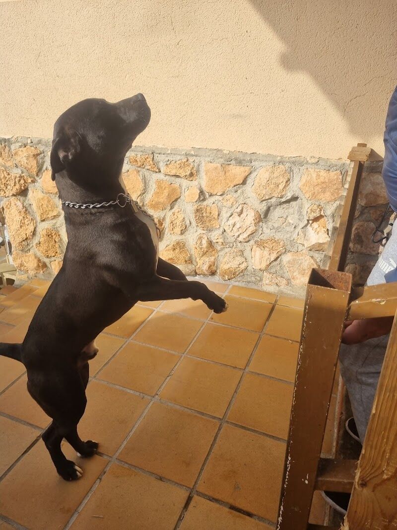 Imagen de Centro Canino Albores