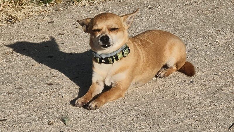 Imagen de Centro Canino Albores