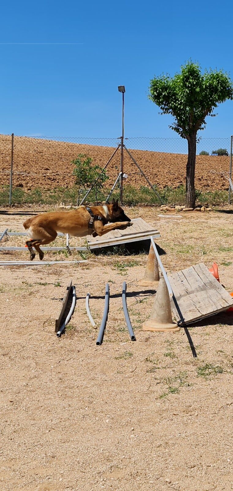 Imagen de Centro Canino Albores