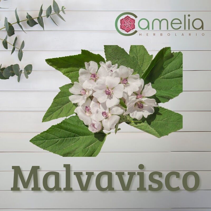 Imagen de Herbolario Camelia