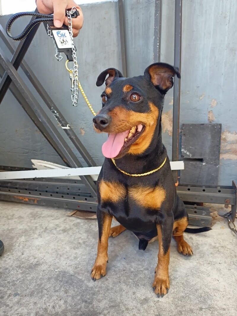 Imagen de Piensoadomicilio.es