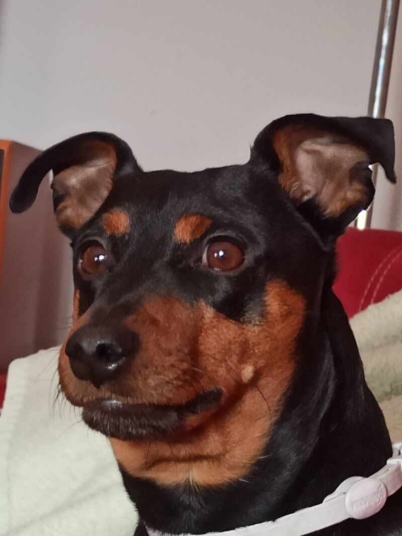 Imagen de Piensoadomicilio.es