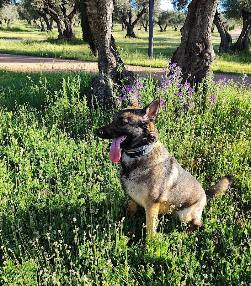 Imagen de Perro Ideal