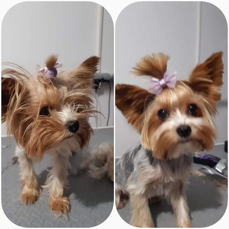 Imagen de negocio en Peluquería canina y felina en Galápagos