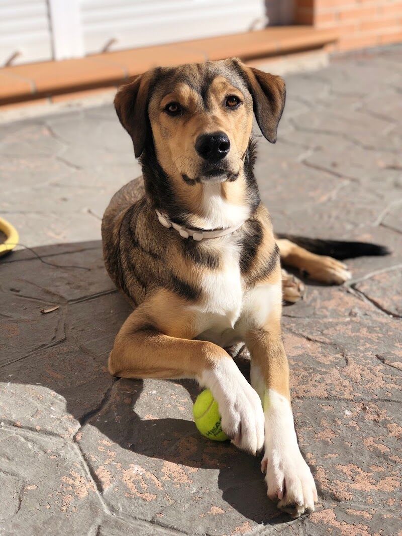 Imagen de Perro Ideal