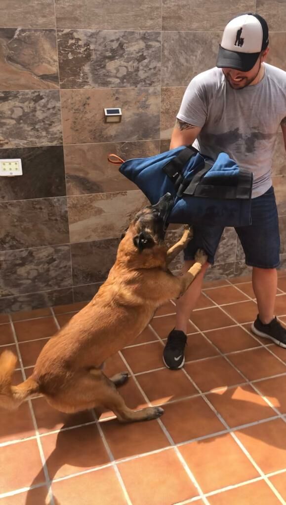 Imagen de Perro Ideal