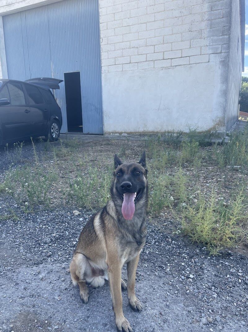 Imagen de Perro Ideal