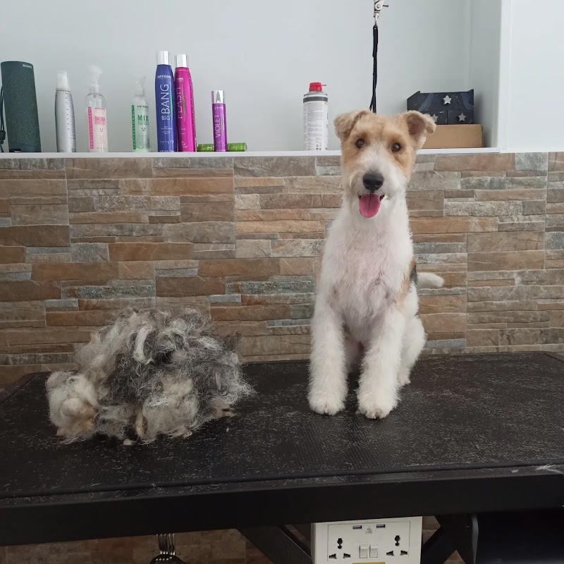 Imagen de Peluquería Canina Canine Stylist