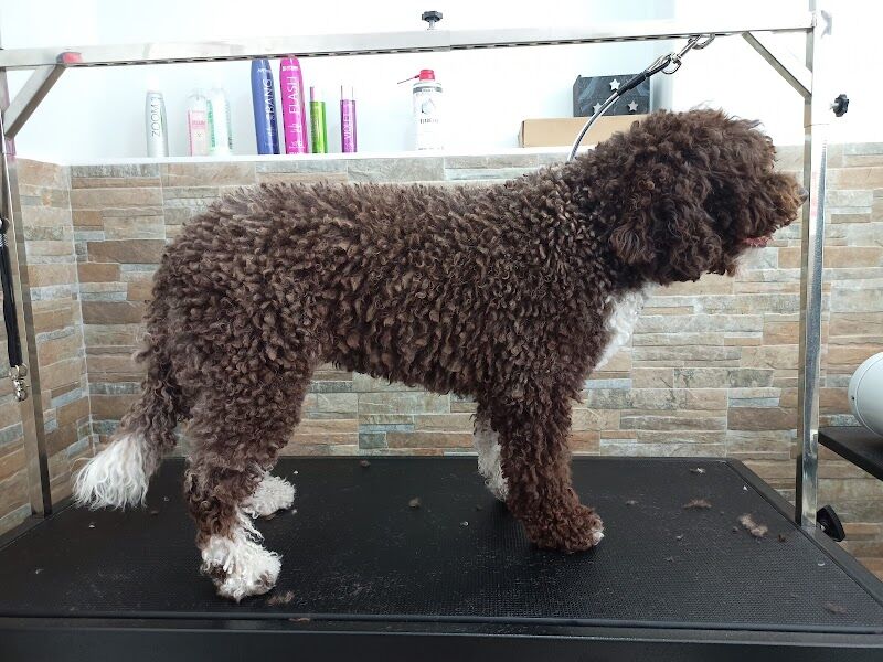 Imagen de Peluquería Canina Canine Stylist