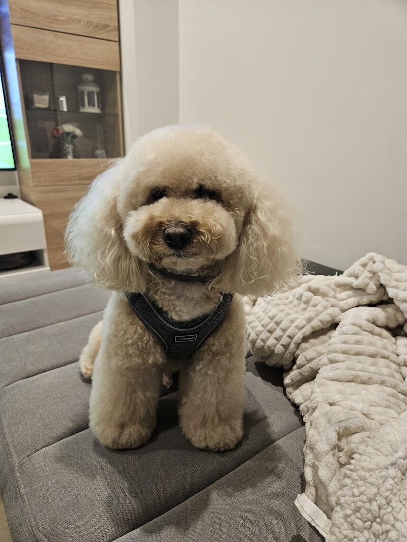 Imagen de Peluquería Canina Canine Stylist