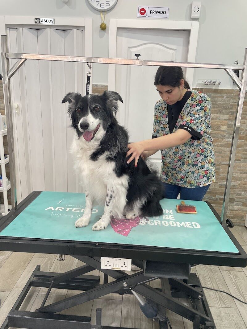 Imagen de Peluquería Canina Canine Stylist