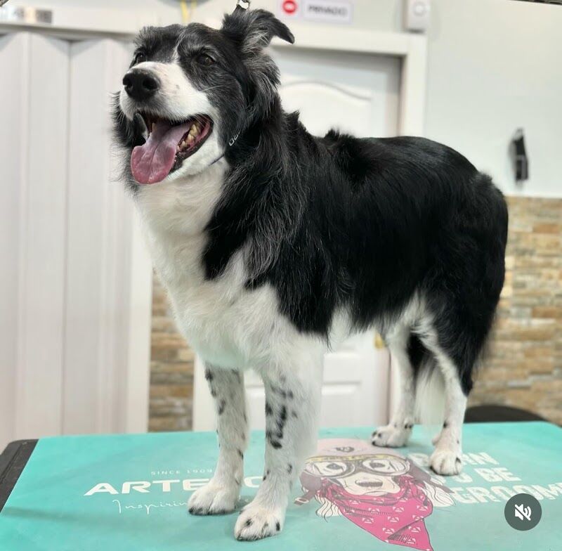 Imagen de Peluquería Canina Canine Stylist