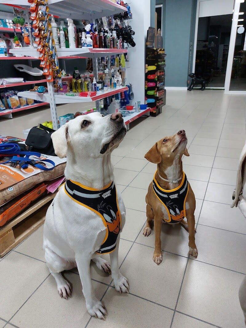 Imagen de Fashion Pets Alovera