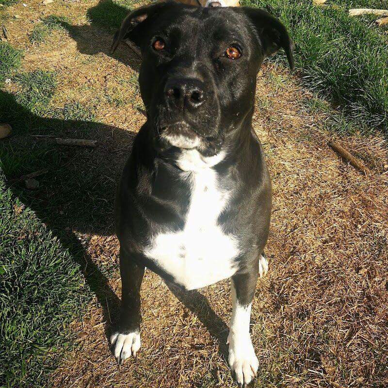 Imagen de negocio en Adopción en Valdeavero
