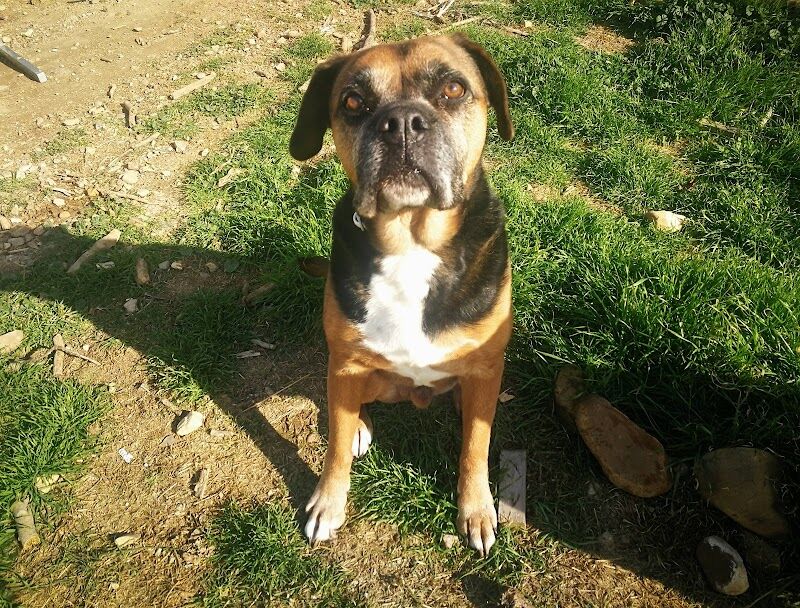 Imagen de negocio en Adopción en Valdeavero