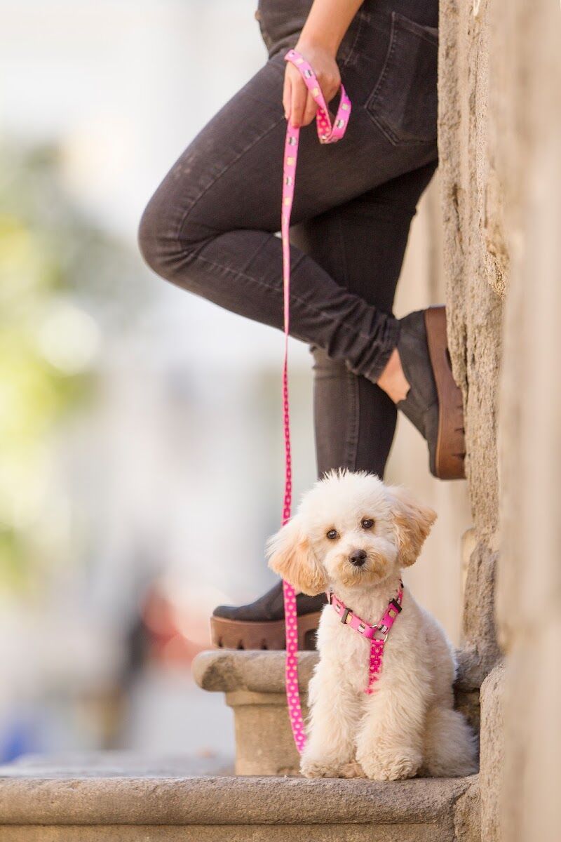 Imagen de Dukier – Tienda Online