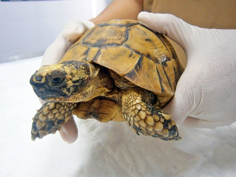 Imagen de Clinica Veterinaria Lc