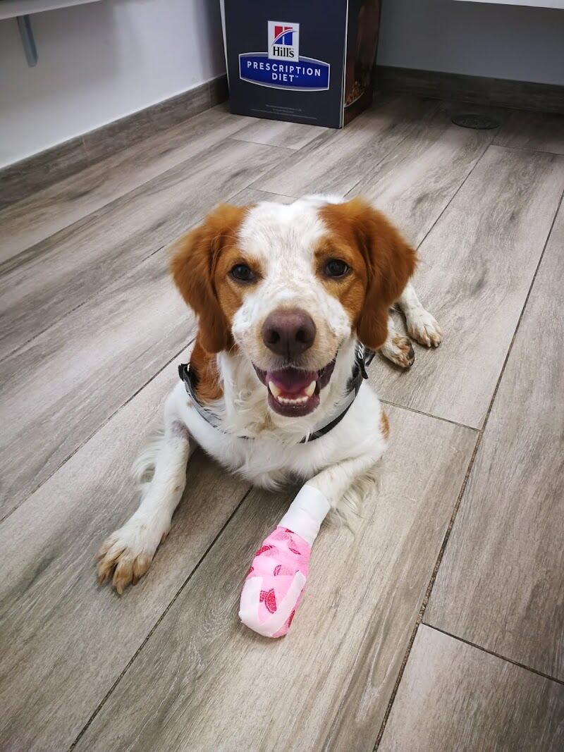 Imagen de Clínica Veterinaria Kinkajú