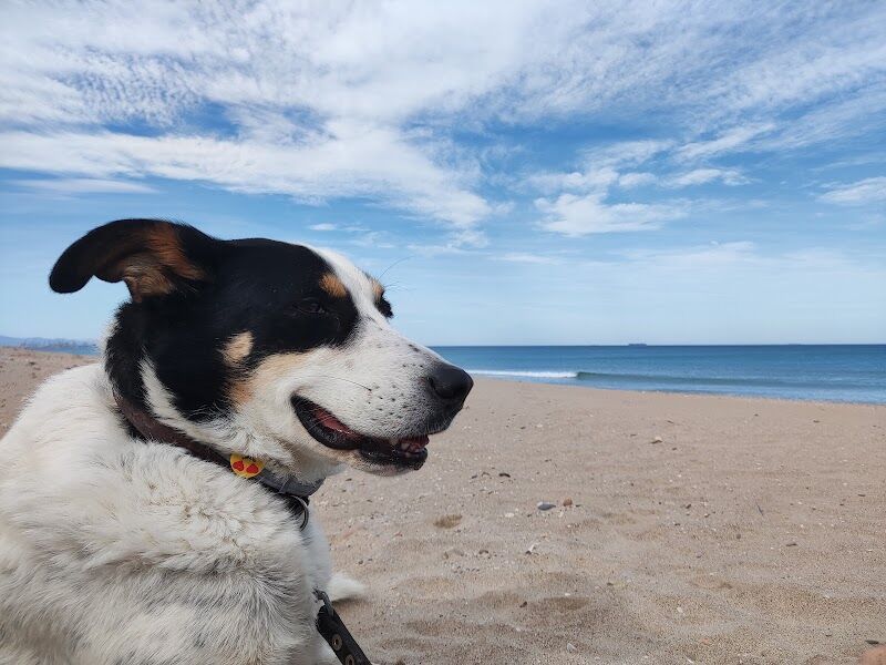 Imagen de Clínica Veterinaria Kinkajú