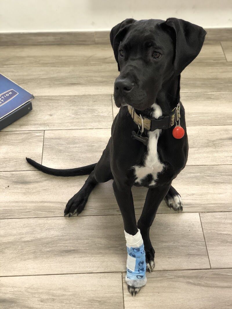 Imagen de Clínica Veterinaria Kinkajú