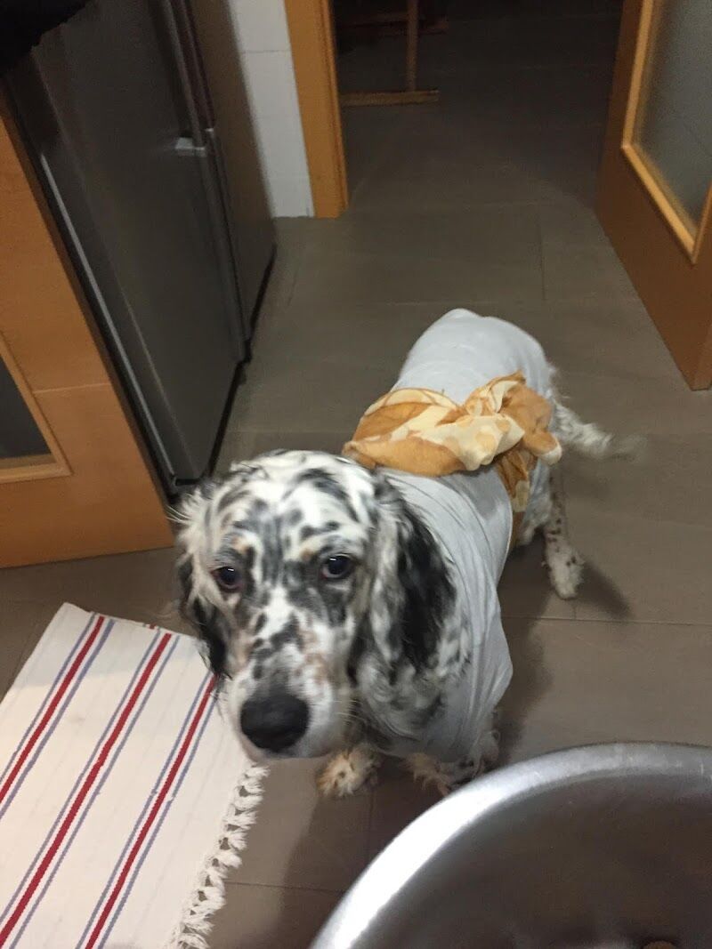 Imagen de Clínica Veterinaria Kinkajú