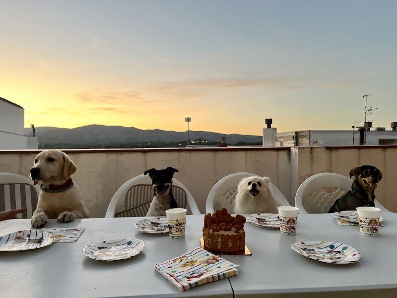 Imagen de Sweet Bite Repostería Canina y Felina