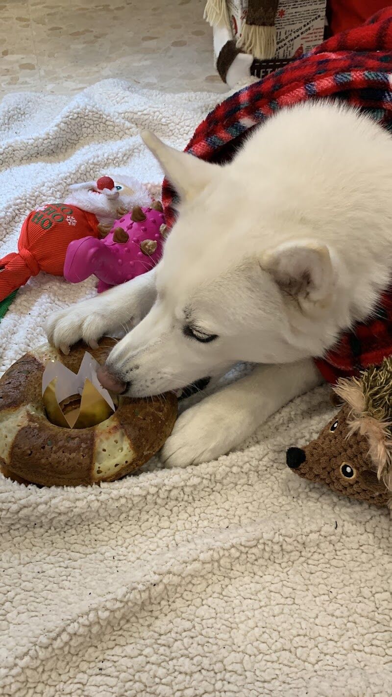 Imagen de Sweet Bite Repostería Canina y Felina