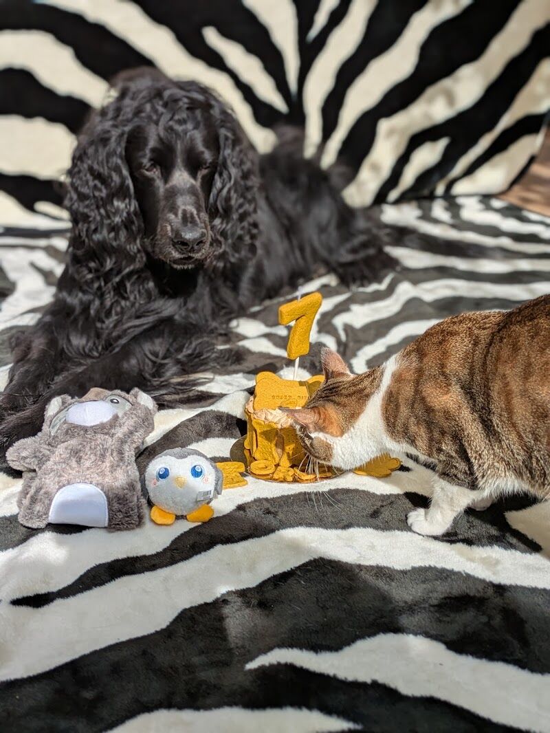 Imagen de Sweet Bite Repostería Canina y Felina