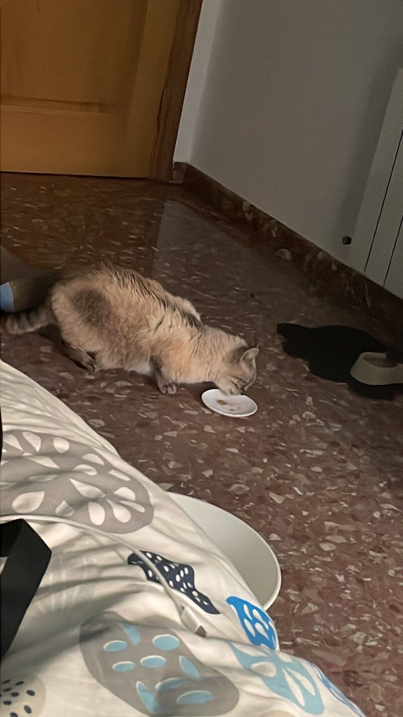 Imagen de Gats de Barri