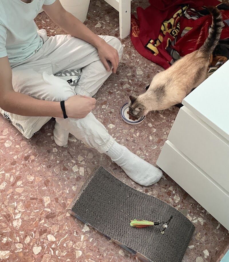 Imagen de Gats de Barri