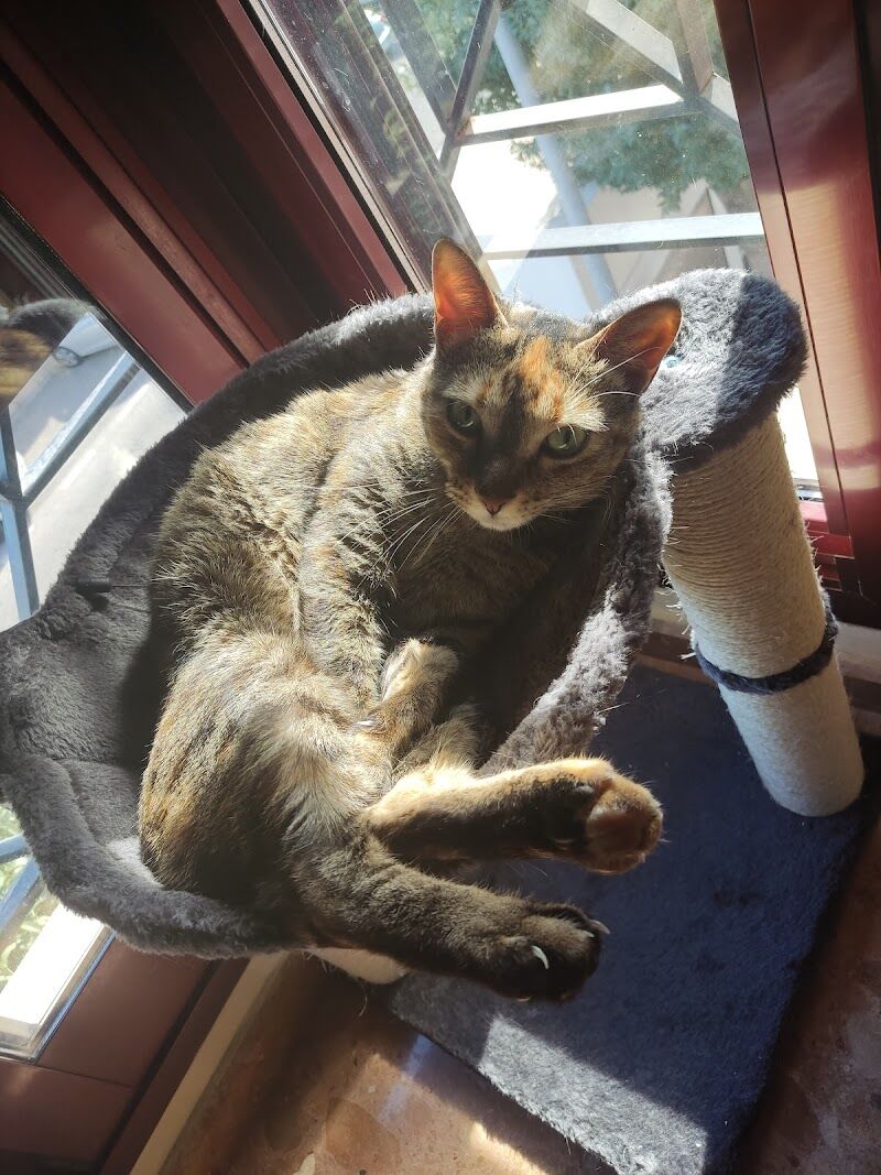 Imagen de Gats de Barri