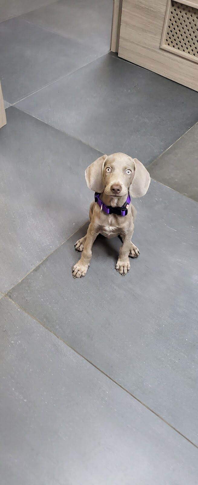 Imagen de Dharma Veterinaria