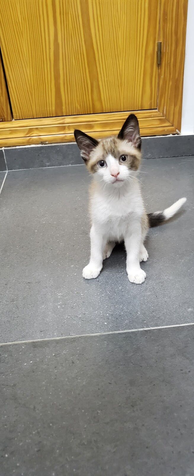 Imagen de Dharma Veterinaria