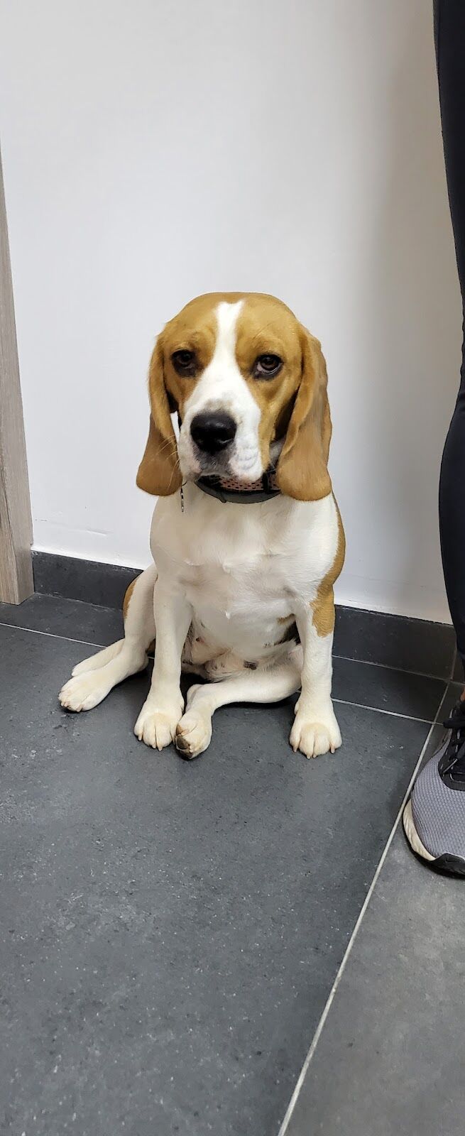 Imagen de Dharma Veterinaria