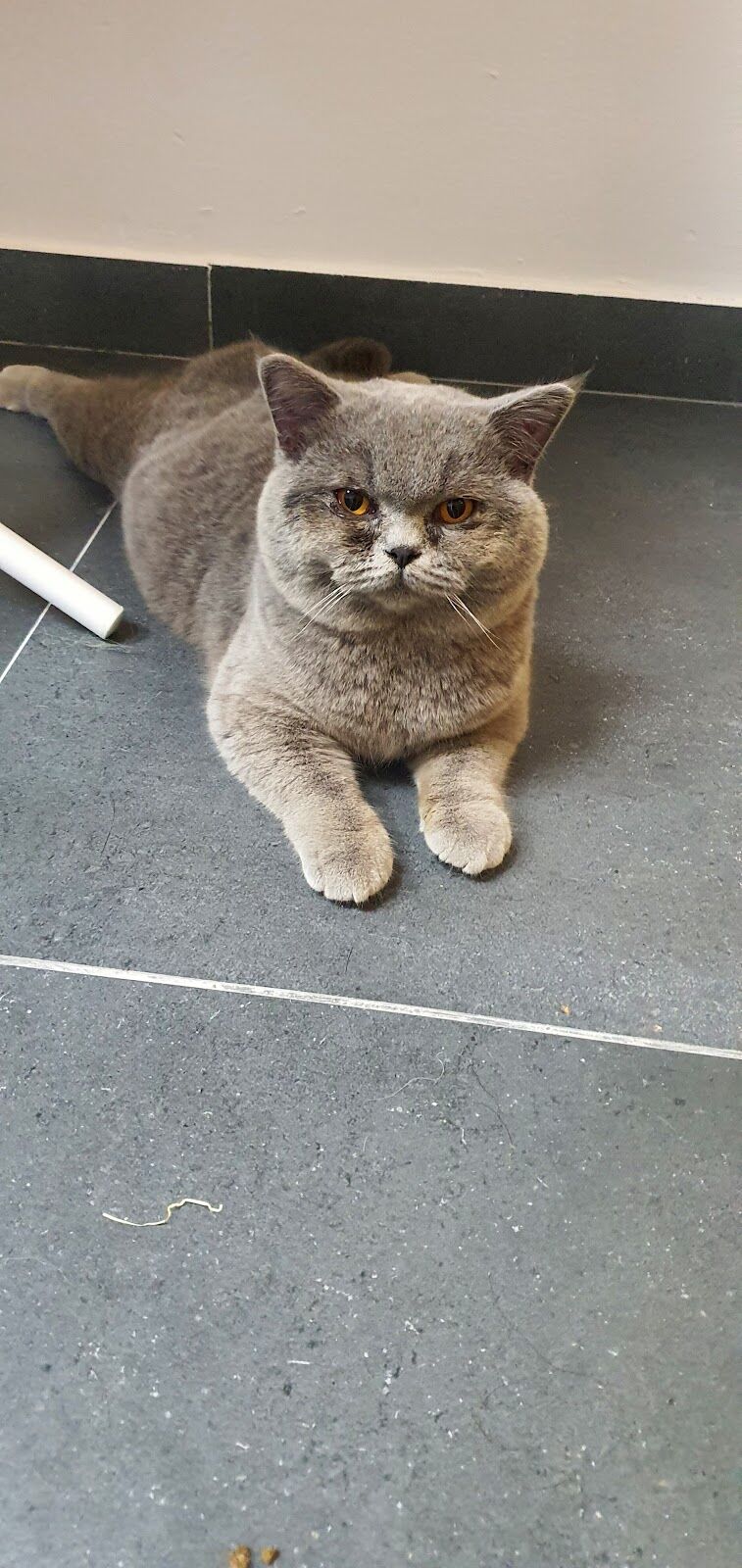 Imagen de Dharma Veterinaria