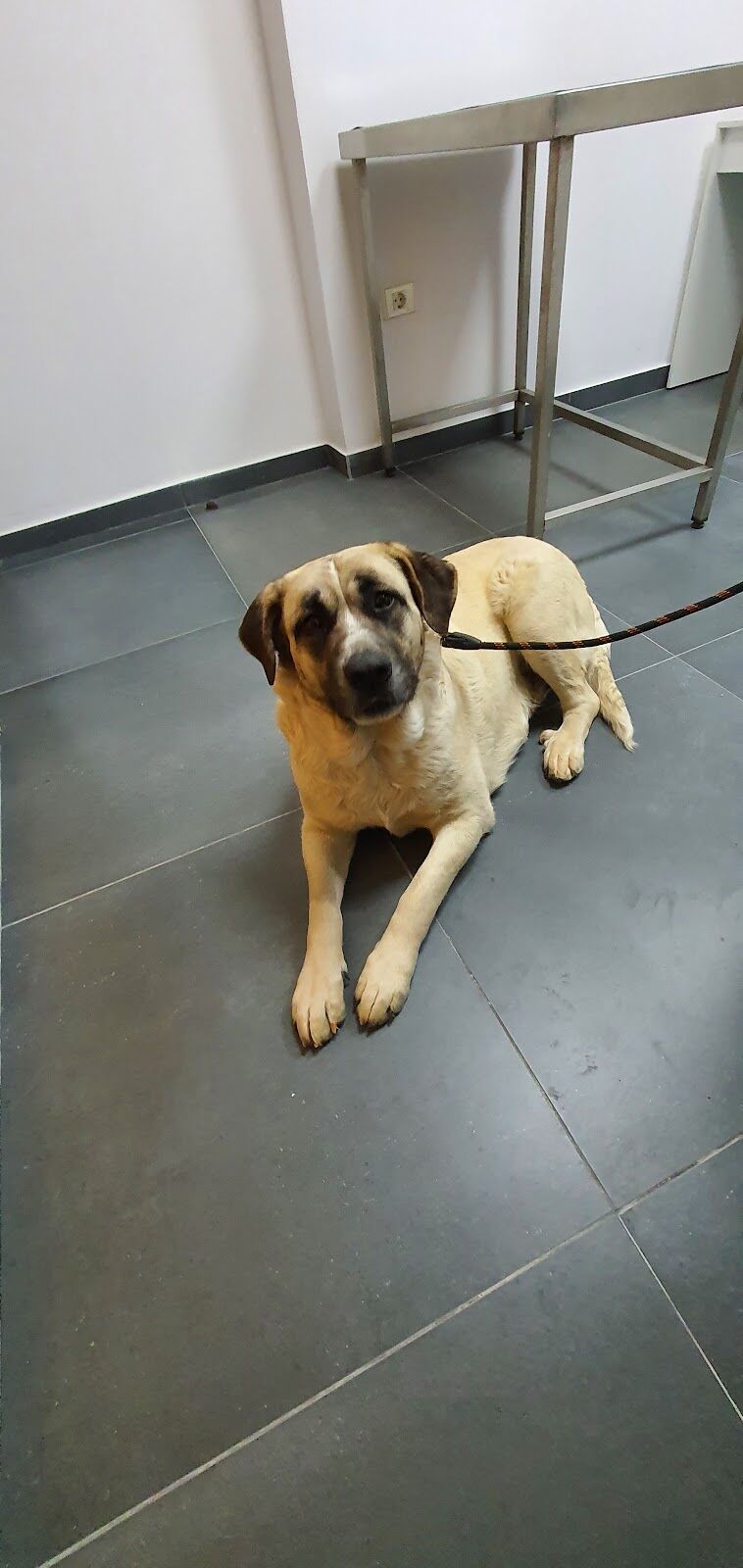 Imagen de Dharma Veterinaria