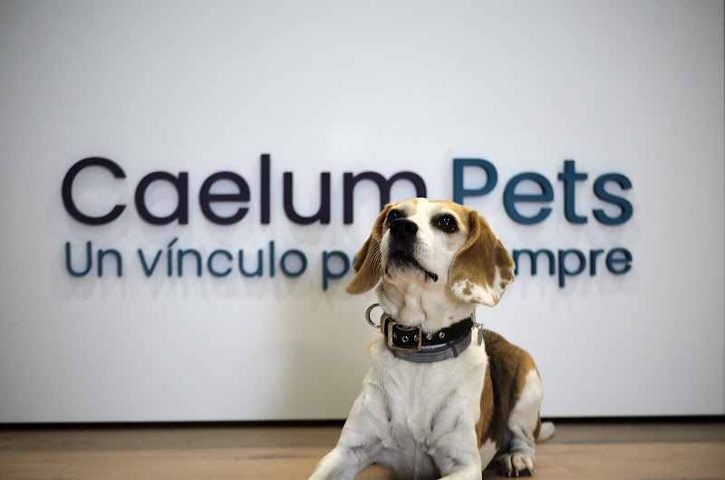 Imagen de Caelum Pets | Tanatorio y Crematorio de Mascotas en Madrid