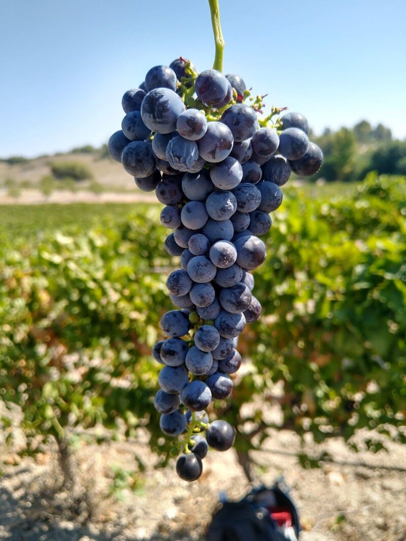 Imagen de Bodega Valazul