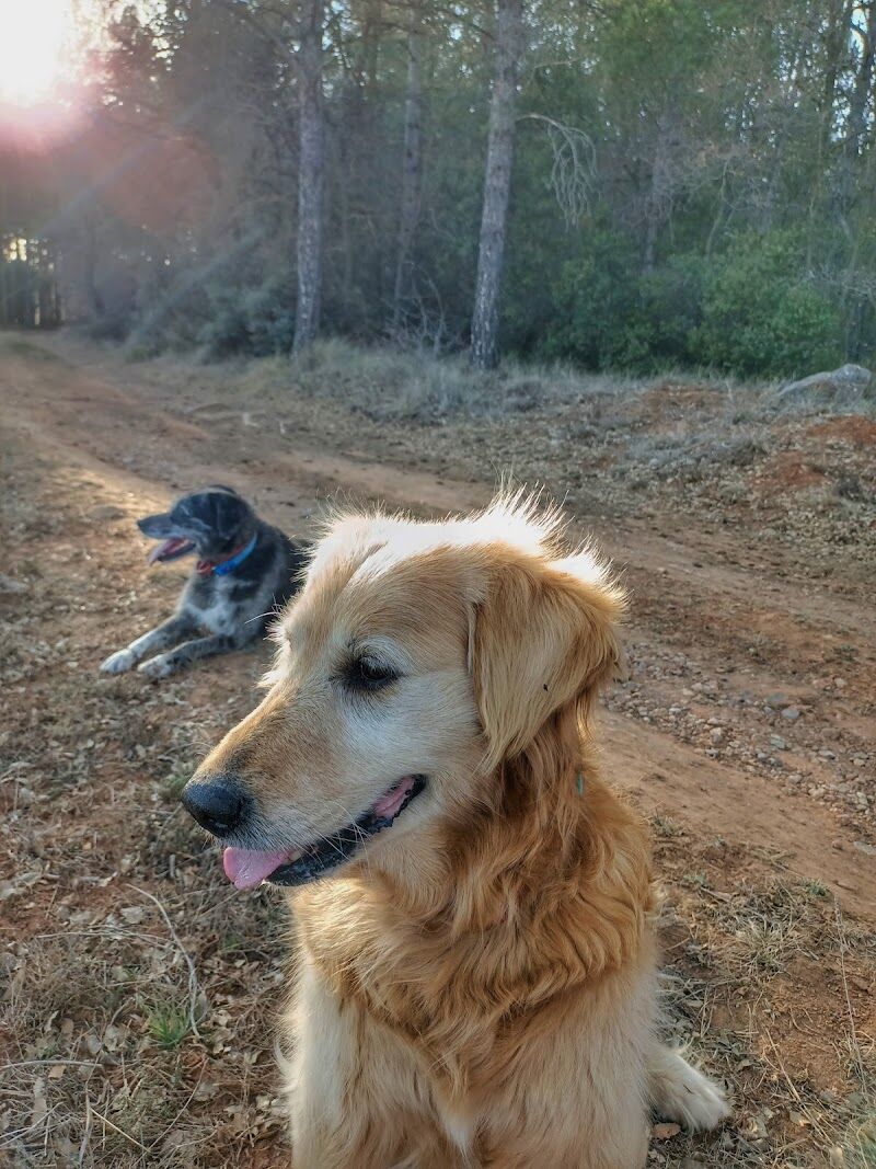 Imagen de Veterinario a Domicilio. Laura García Cortés.
