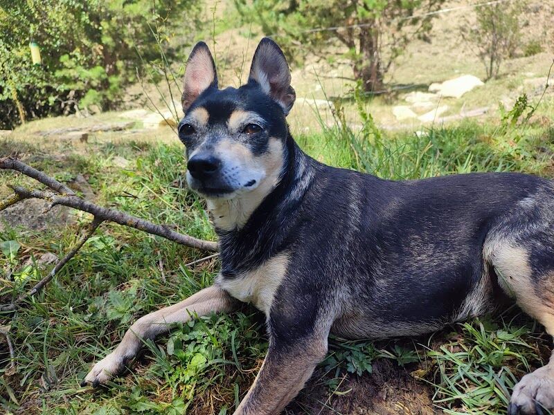 Imagen de Veterinario a Domicilio. Laura García Cortés.