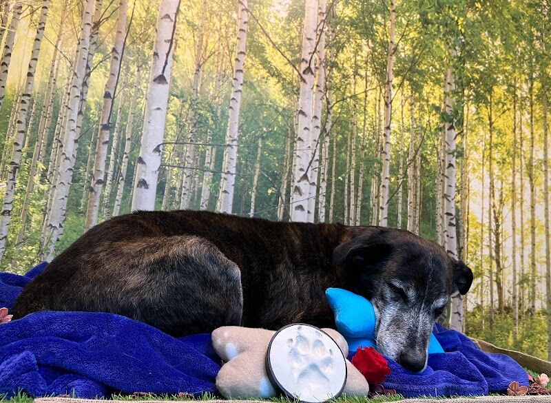 Imagen de Crematorio Tanatorio de Mascotas Tanapets