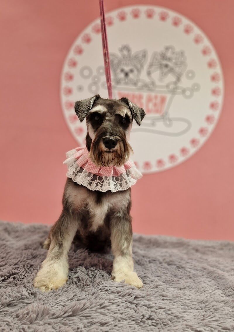 Imagen de negocio en Baño y spa para mascotas en Provincia de Guadalajara